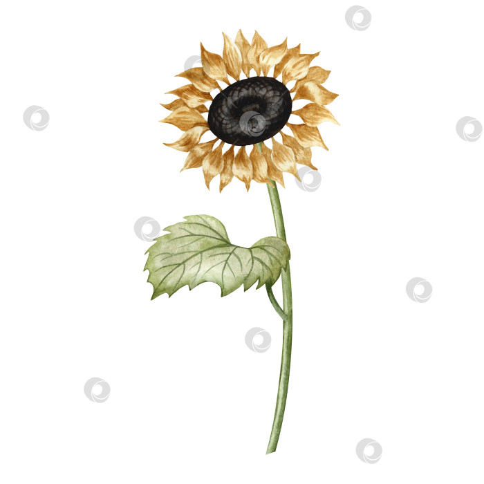 Скачать Цветок подсолнуха на стебле с листьями. Акварельная иллюстрация. Для дизайнерских решений, открыток, этикеток и упаковки. Для баннеров и плакатов и многого другого. фотосток Ozero