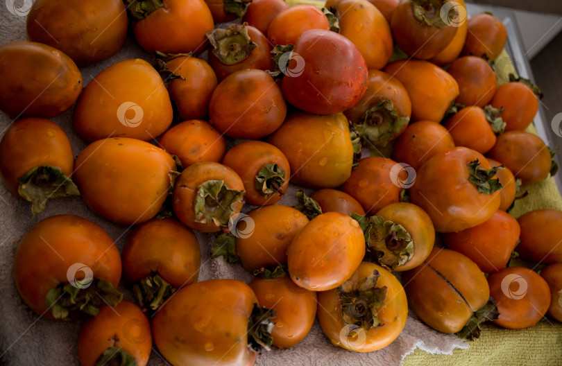 Скачать хурма фотосток Ozero