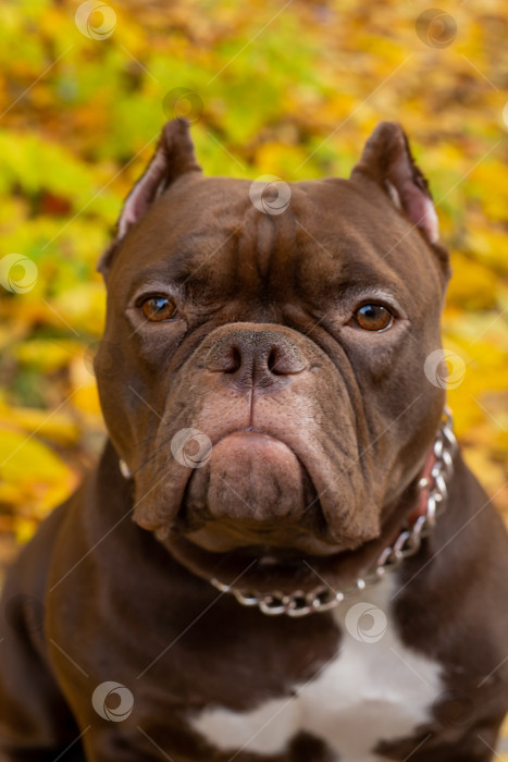 Скачать Собака Американский Булли фотосток Ozero