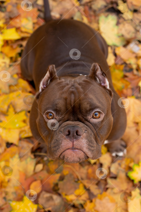Скачать Собака Американский Булли фотосток Ozero