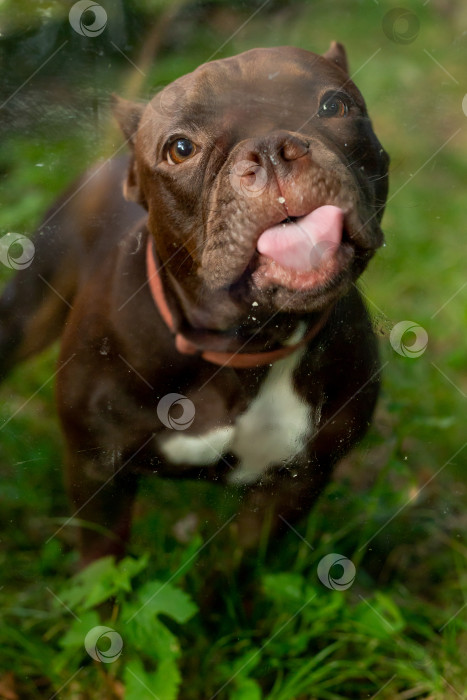Скачать Собака Американский Булли фотосток Ozero