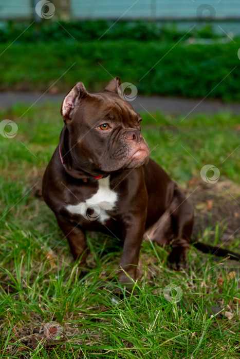 Скачать Собака Американский Булли фотосток Ozero