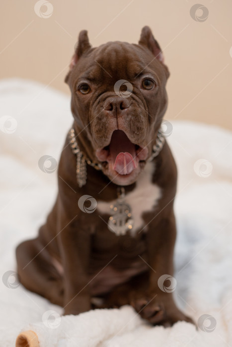 Скачать Собака Американский Булли фотосток Ozero