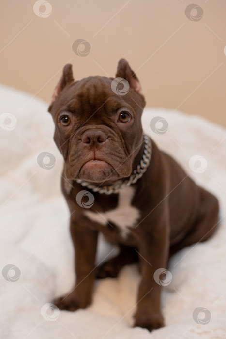 Скачать Собака Американский Булли фотосток Ozero