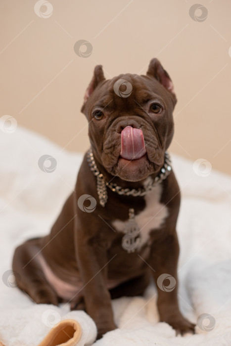 Скачать Собака Американский Булли фотосток Ozero