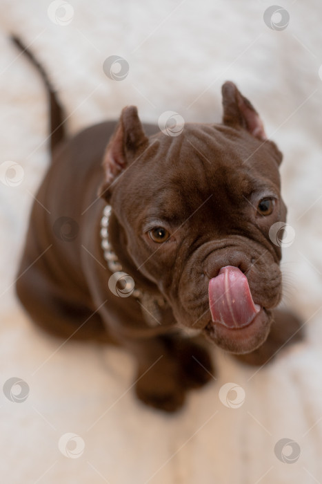 Скачать Собака Американский Булли фотосток Ozero