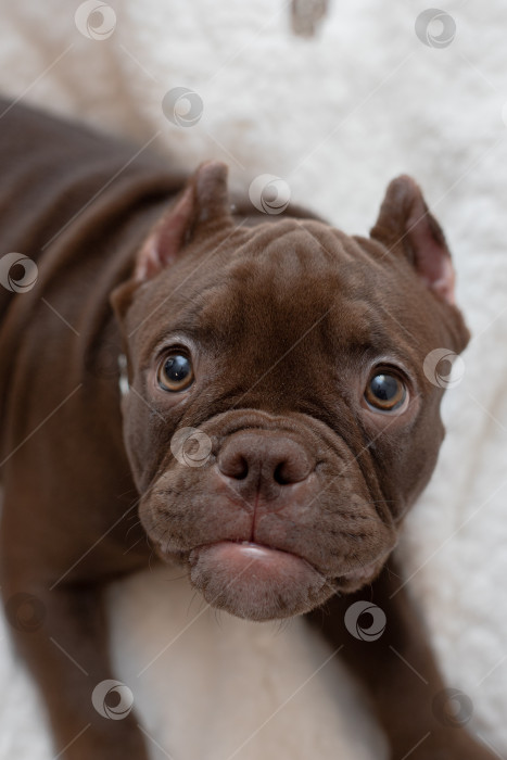 Скачать Собака Американский Булли фотосток Ozero