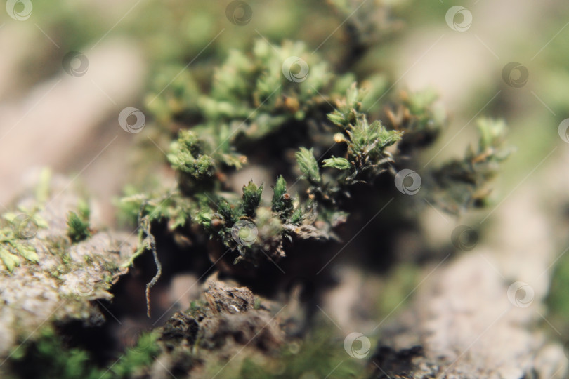 Скачать Мох фотосток Ozero