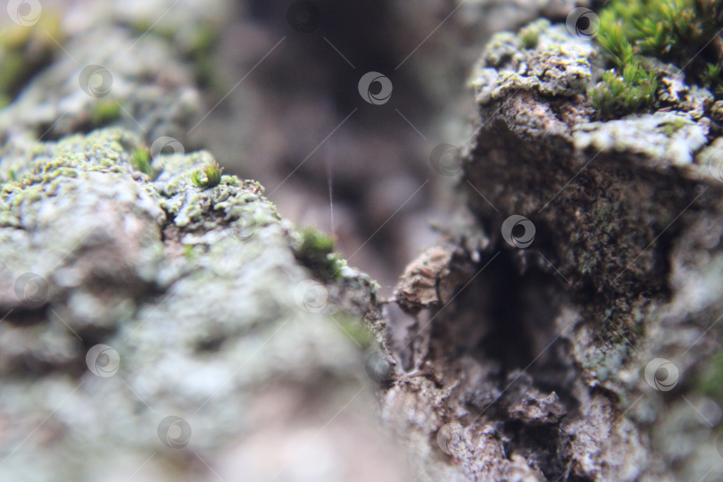 Скачать Древесный каньон фотосток Ozero