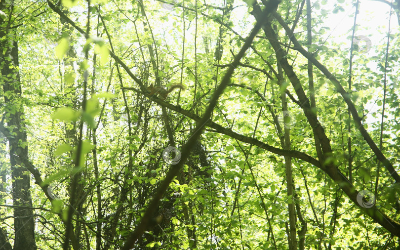 Скачать Пейзаж с деревьями, растениями и солнцем фотосток Ozero