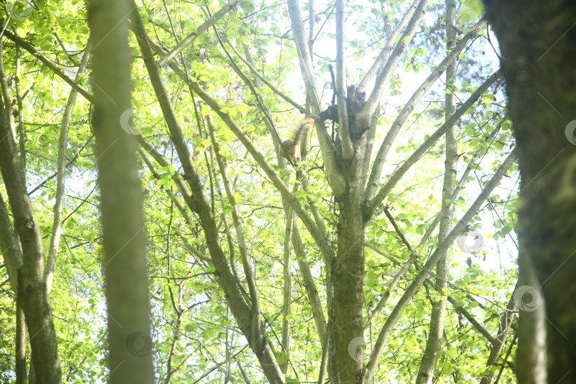 Скачать природа и пейзаж с деревьями фотосток Ozero