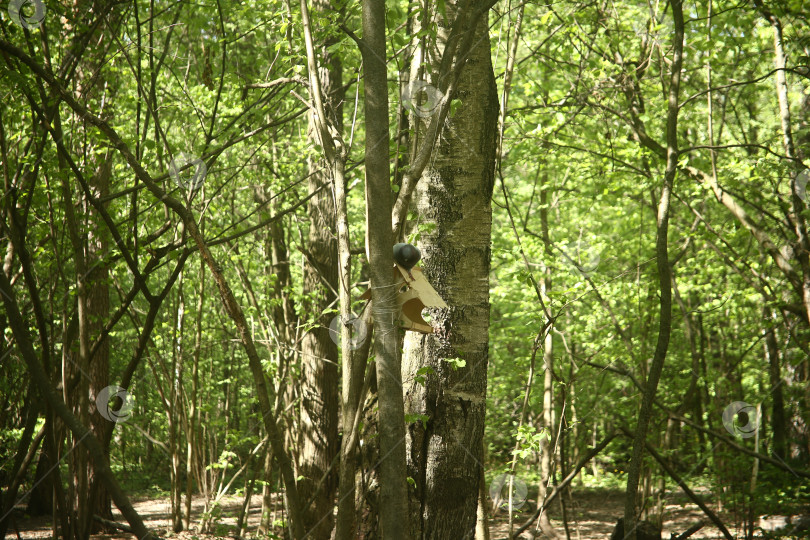 Скачать природа и пейзаж с деревьями фотосток Ozero