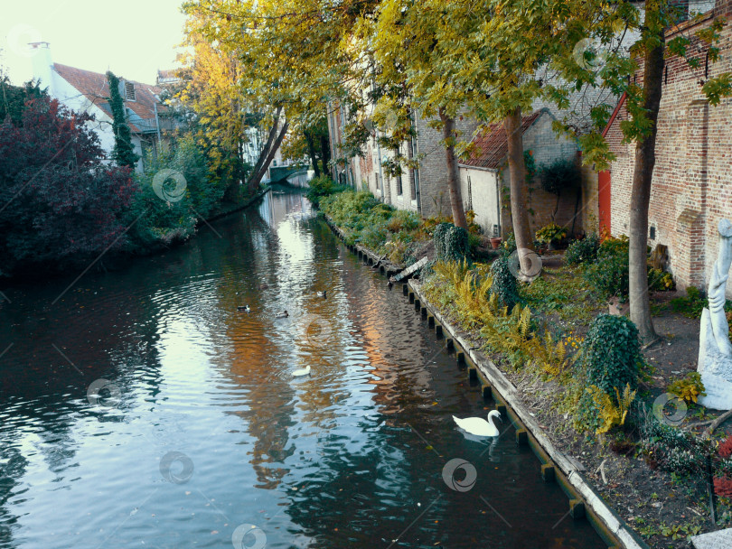 Скачать Лебедь на пруду фотосток Ozero