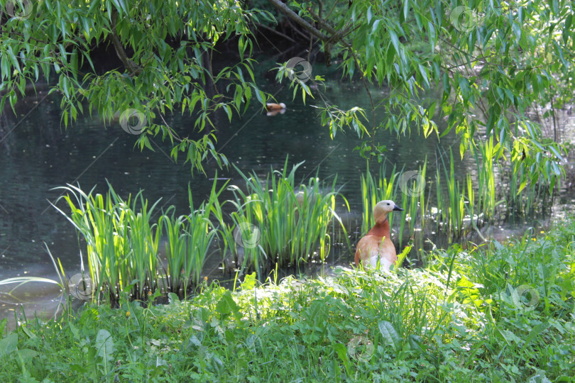 Скачать Утка у пруда фотосток Ozero