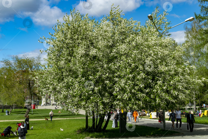 Скачать Цветение черемухи фотосток Ozero