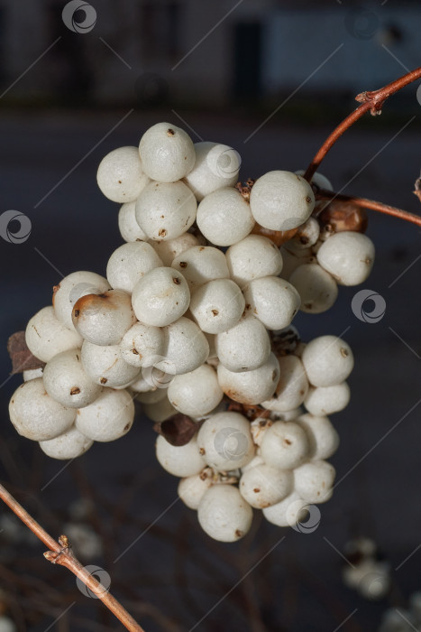 Скачать Крупный план белой грозди снежноягодника. Макросъемка плодов снежноягодника. фотосток Ozero