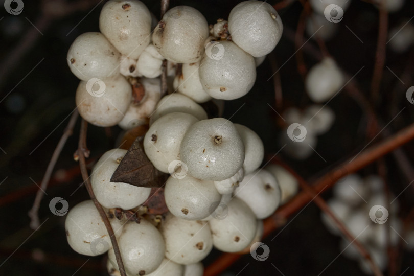 Скачать Крупный план белой грозди снежноягодника. Макросъемка плодов снежноягодника. фотосток Ozero