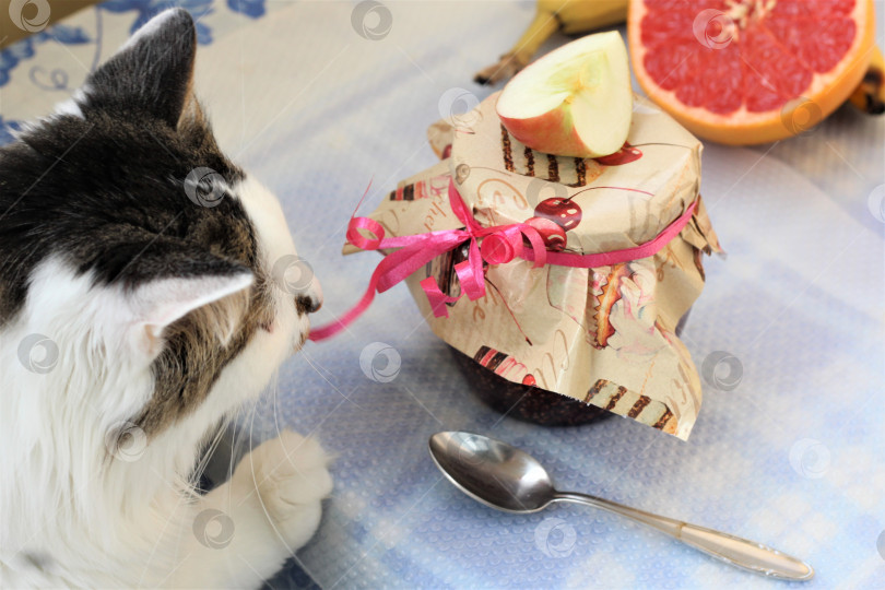 Скачать Банка малинового варенья и кот фотосток Ozero