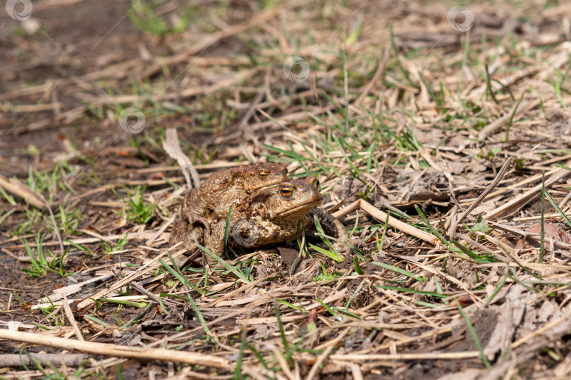 Скачать пара обыкновенных жаб в амплексусе среди сухой травы фотосток Ozero