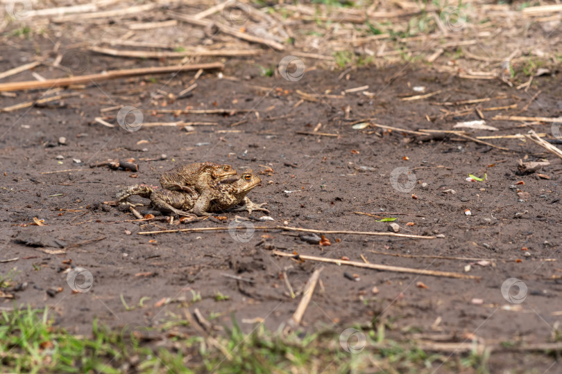 Скачать пара обыкновенных жаб в амплексусе движется к месту размножения фотосток Ozero