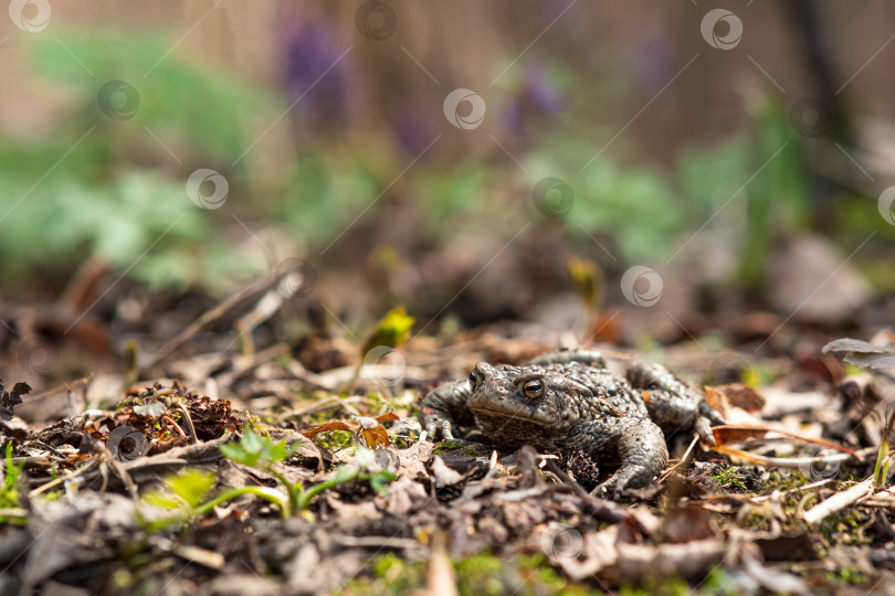 Скачать обыкновенная жаба прячется среди сухой листвы фотосток Ozero