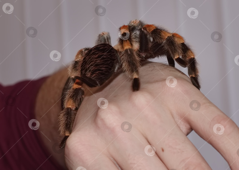 Скачать Паук-птицеед на руке мужчины фотосток Ozero