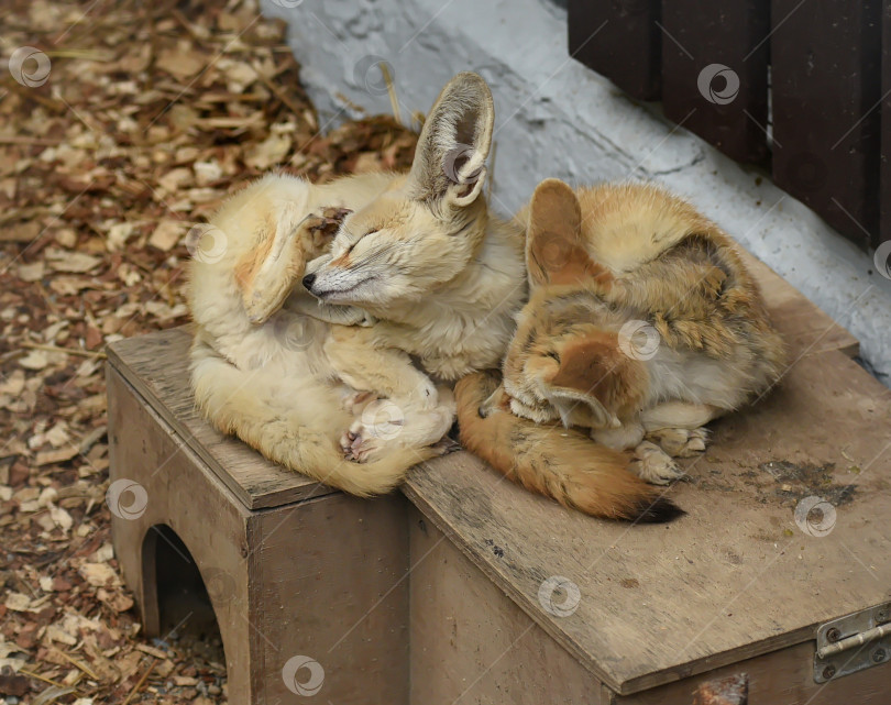 Скачать Россия г.Красноярск 25 июня 2021г. Две маленькие лисички спят, прижавшись друг к другу фотосток Ozero