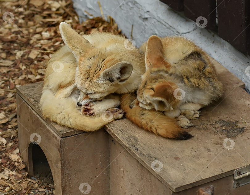 Скачать Россия г.Красноярск 25 июня 2021г. Две маленькие лисички спят, прижавшись друг к другу фотосток Ozero