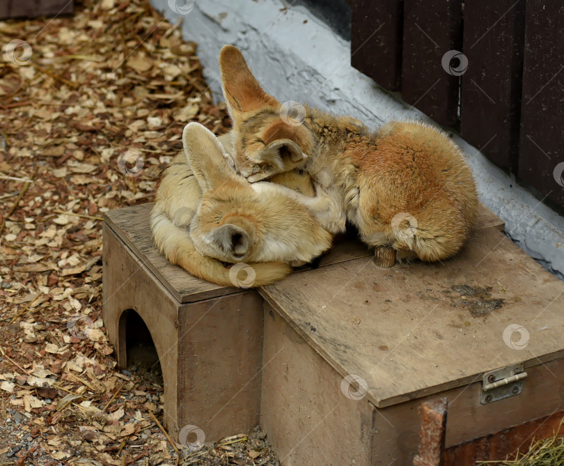 Скачать Россия г.Красноярск 25 июня 2021г. Две маленькие лисички спят, прижавшись друг к другу фотосток Ozero