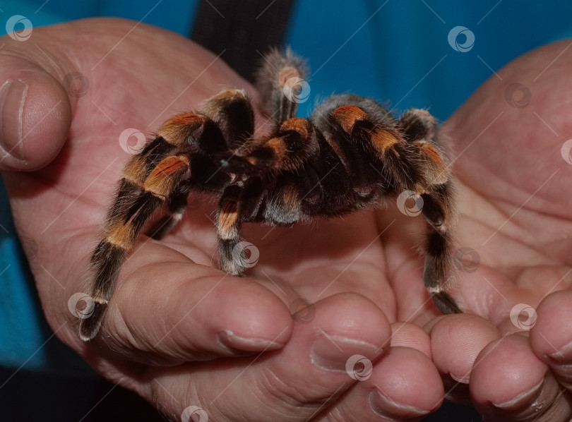 Скачать Паук-птицеед на руке мужчины фотосток Ozero