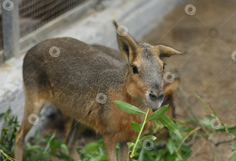 Скачать Россия г.Красноярск 25 июня 2021г. Патагонская мара (лат. Dolichotis patagonum) - крупный грызун, обитающий в Аргентине. фотосток Ozero