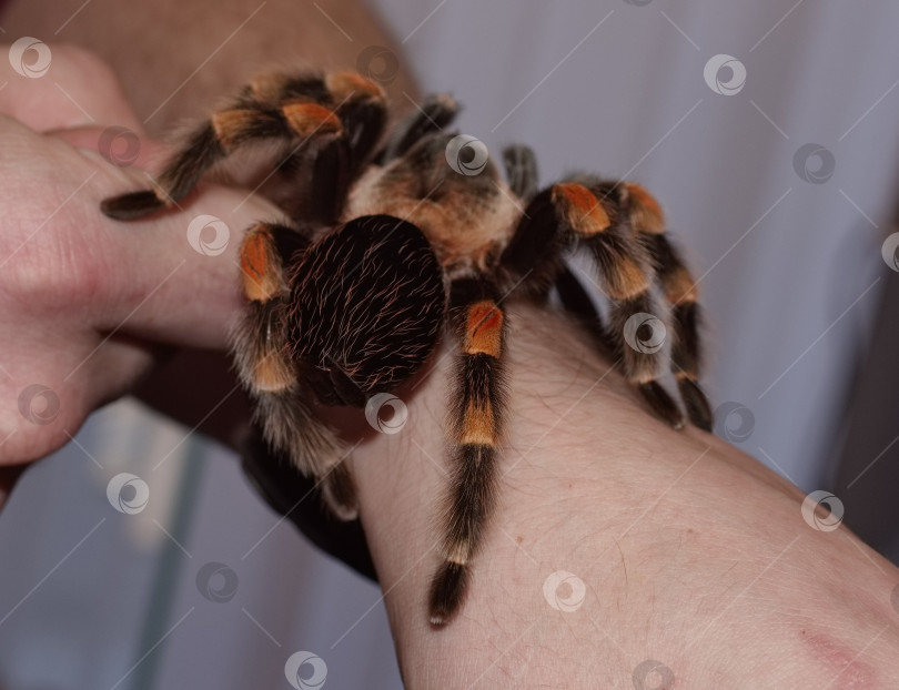 Скачать Паук-птицеед на руке мужчины фотосток Ozero