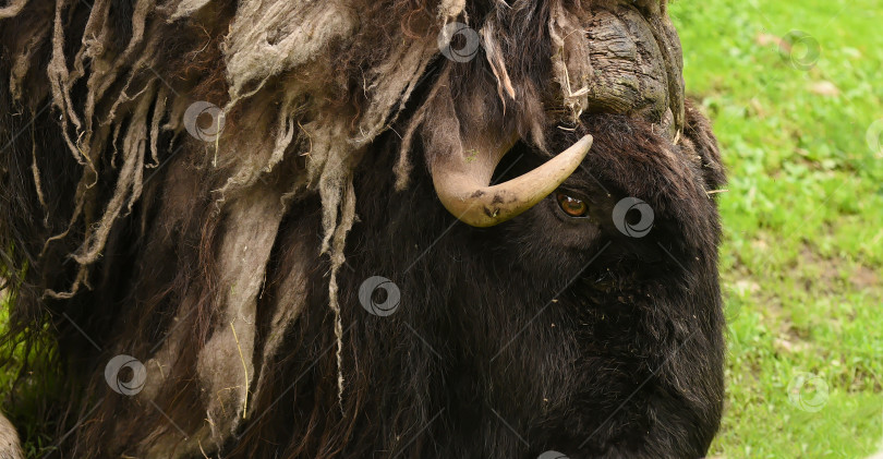 Скачать Россия г.Красноярск 25 июня 2021г. Овцебык, также известный как мускусный бык. Это крупное млекопитающее, обитающее в арктической тундре. фотосток Ozero