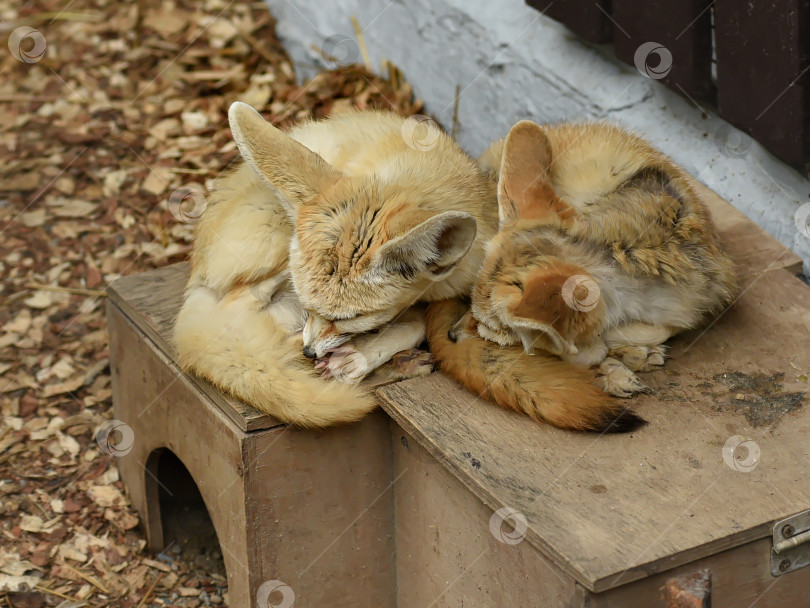 Скачать Россия г.Красноярск 25 июня 2021г. Две маленькие лисички спят, прижавшись друг к другу фотосток Ozero
