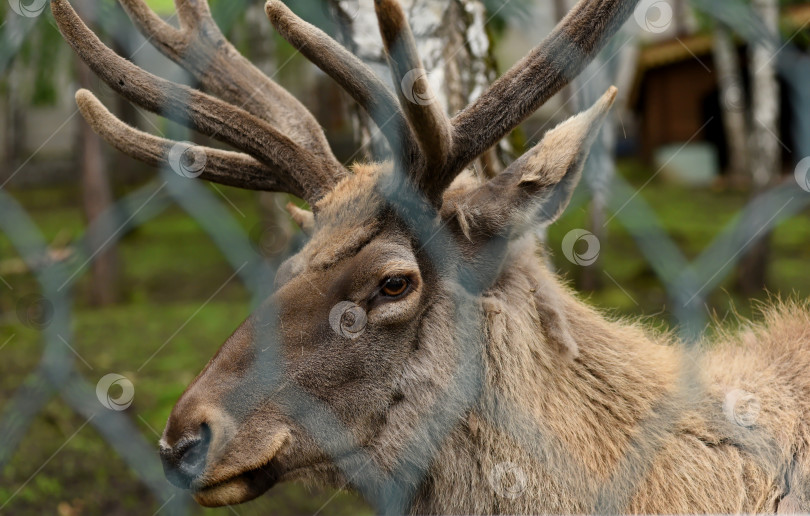 Скачать Россия г.Красноярск 25 июня 2021г. Олень с рогами в зоопарке фотосток Ozero