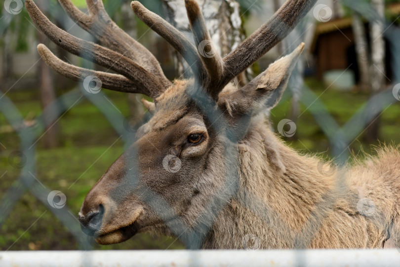 Скачать Россия г.Красноярск 25 июня 2021г. олень с рогами в зоопарке фотосток Ozero