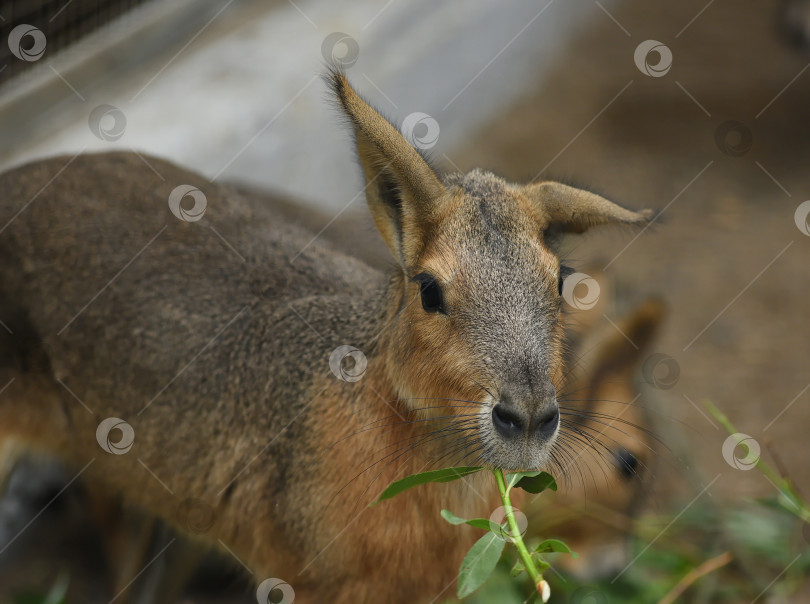 Скачать Россия г.Красноярск 25 июня 2021г. Патагонская мара (лат. Dolichotis patagonum) - крупный грызун, обитающий в Аргентине. фотосток Ozero