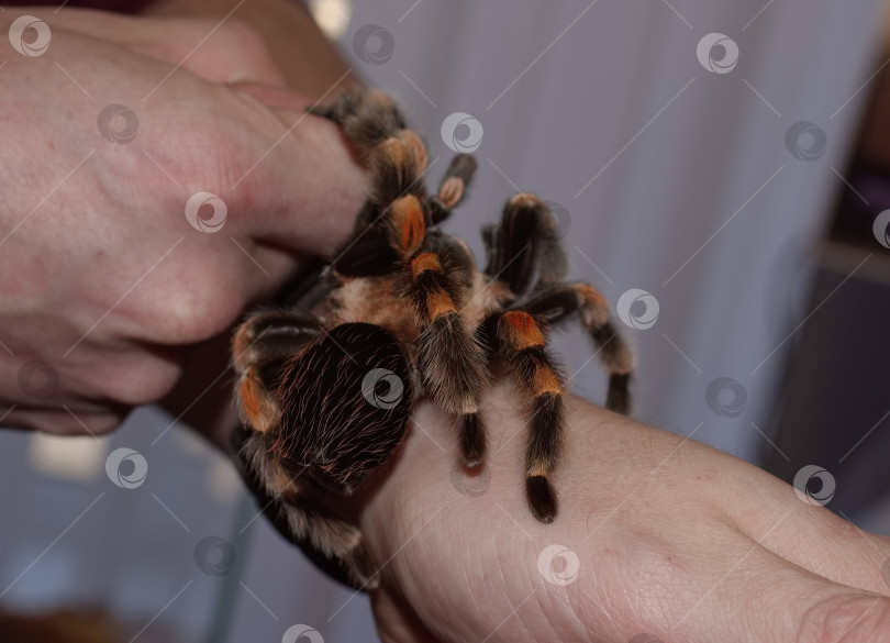 Скачать Паук-птицеед на руке мужчины фотосток Ozero