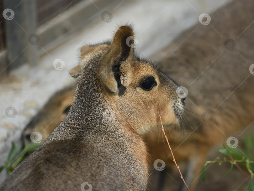 Скачать Россия г. Красноярск 12 августа 2023г.Патагонская мара (лат. Dolichotis patagonum) - крупный грызун, обитающий в Аргентине. фотосток Ozero