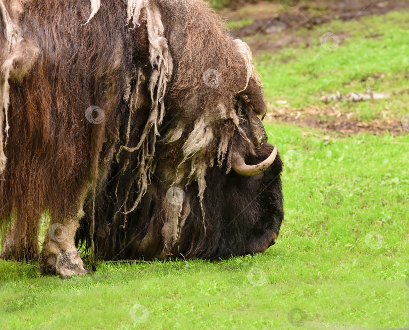 Скачать Россия г. Красноярск 12 августа 2023г.Овцебык, также известный как мускусный бык. Это крупное млекопитающее, обитающее в арктической тундре. фотосток Ozero