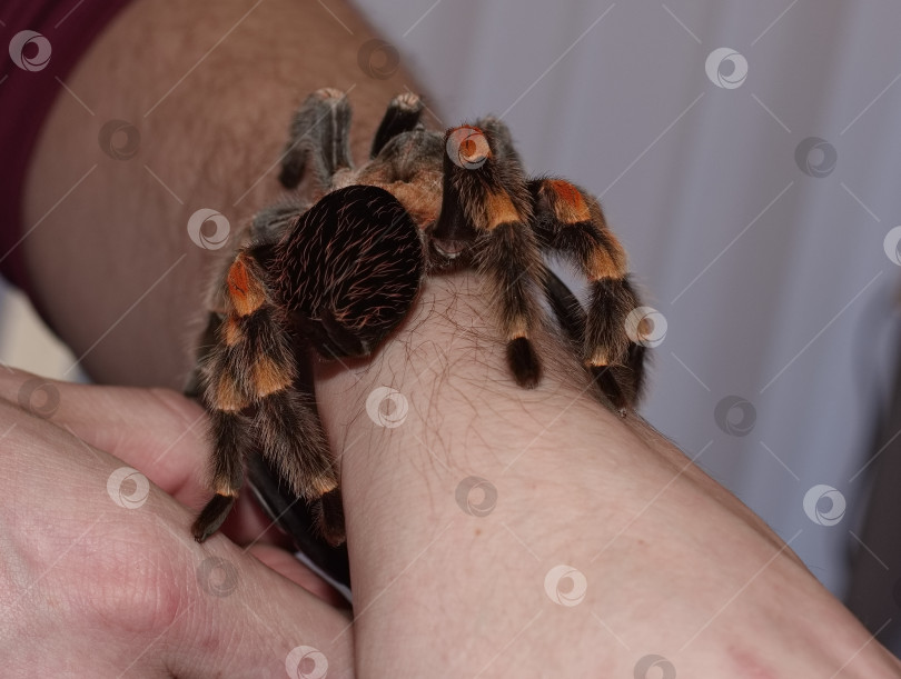 Скачать Паук-птицеед на руке мужчины фотосток Ozero