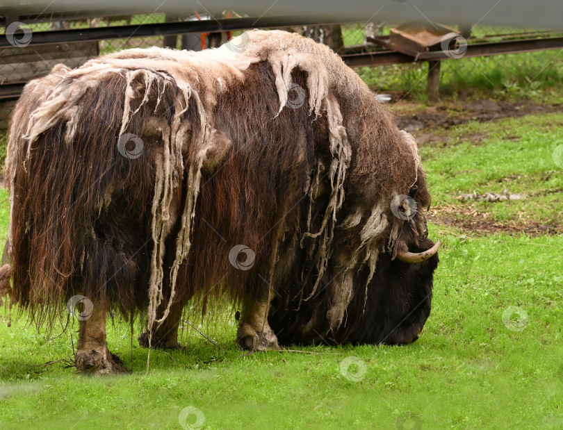 Скачать Россия г. Красноярск 12 августа 2023г.Овцебык, также известный как мускусный бык. Это крупное млекопитающее, обитающее в арктической тундре. фотосток Ozero