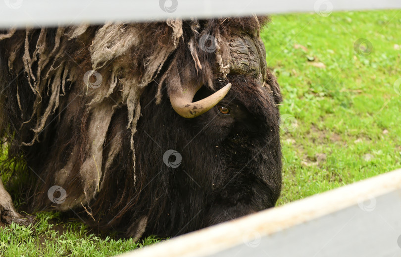 Скачать Россия г. Красноярск 12 августа 2023г.Овцебык, также известный как мускусный бык. Это крупное млекопитающее, обитающее в арктической тундре. фотосток Ozero