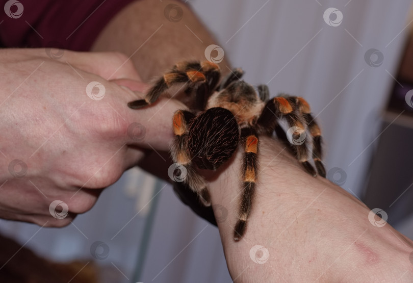 Скачать Паук-птицеед на руке мужчины фотосток Ozero