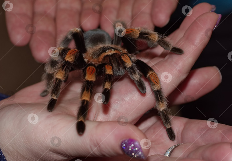 Скачать Паук-птицеед на руке женщины фотосток Ozero