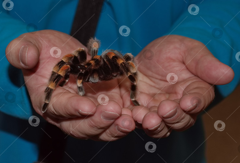 Скачать Паук-птицеед на руке мужчины фотосток Ozero