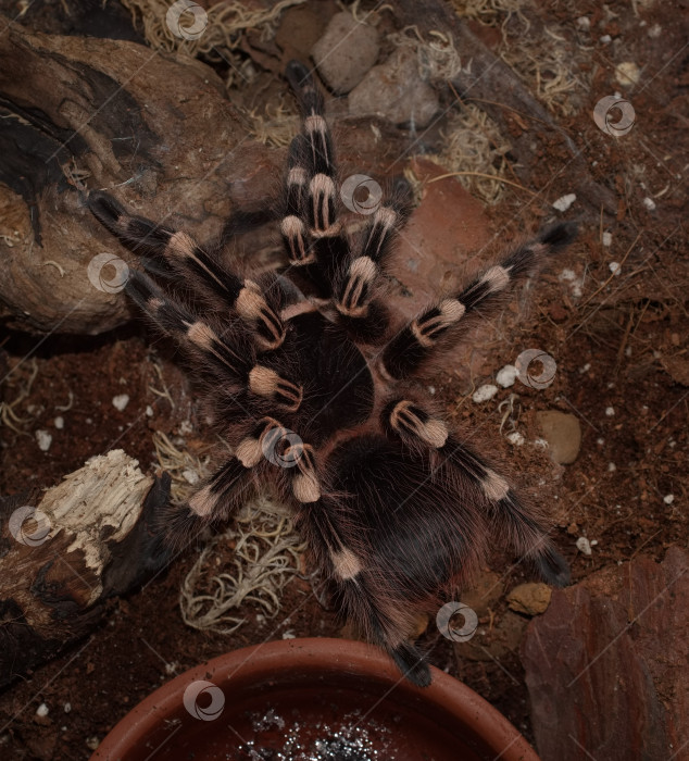 Скачать Паук-птицеед фотосток Ozero