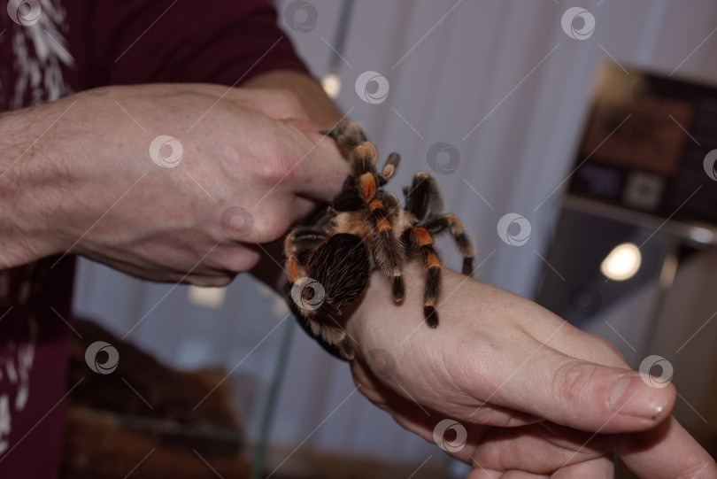 Скачать Паук-птицеед на руке мужчины фотосток Ozero