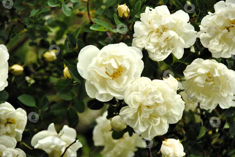 Скачать цветы шиповника раскрывшийся бутон где то в Москве фотосток Ozero