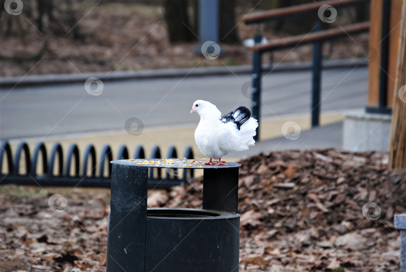 Скачать белый голубь на мусорном баке где то в России фотосток Ozero